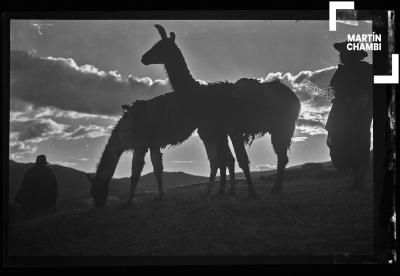 Ganado auquénido en inmediaciones de Saqsaywaman