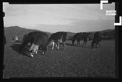 Ganado auquénido en inmediaciones de Saqsaywaman